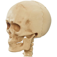 Laden Sie das Bild in den Galerie-Viewer, Skelett Duo mit Sarg